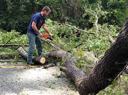 Best Fruit Tree Pruning  in Pennington Gap, VA