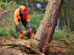 Best Tree Maintenance Programs  in Pennington Gap, VA