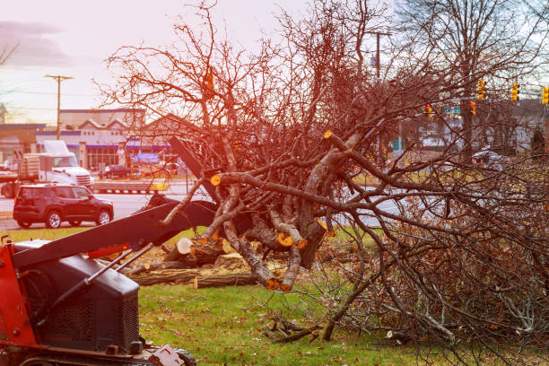 Best Root Management and Removal  in Pennington Gap, VA