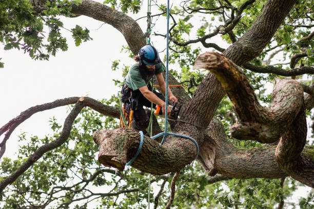  Pennington Gap, VA Tree Services Pros