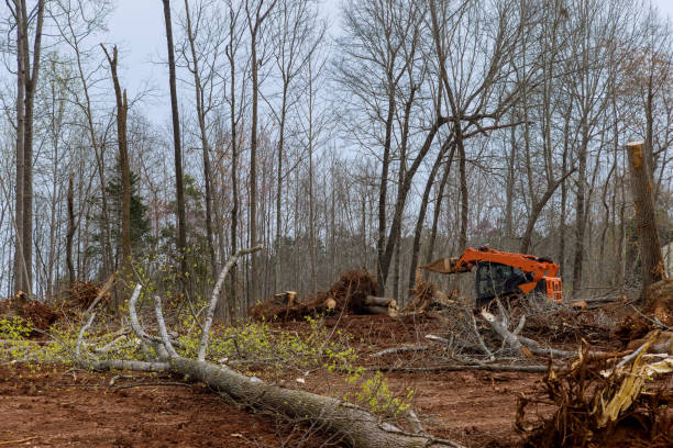 Best Commercial Tree Services  in Pennington Gap, VA