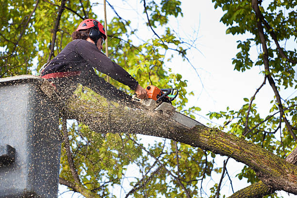 Best Tree Trimming and Pruning  in Pennington Gap, VA